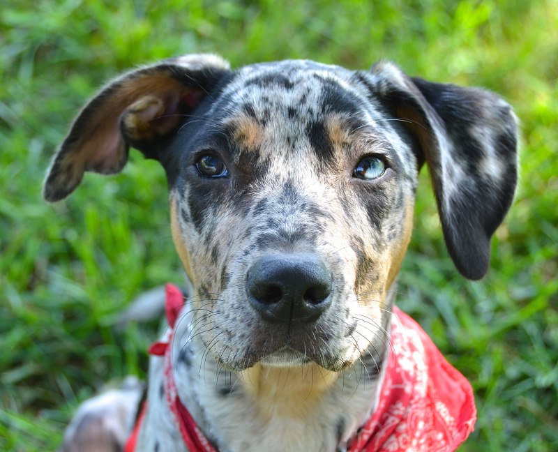 Catahoula Leopard Dog