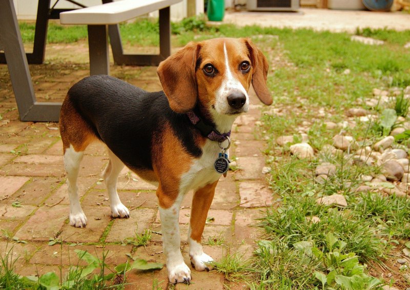 Beagle порода собак