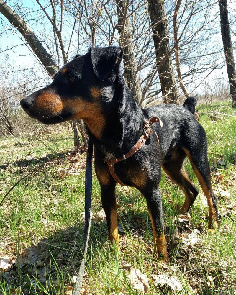 Немецкий Ягдтерьер