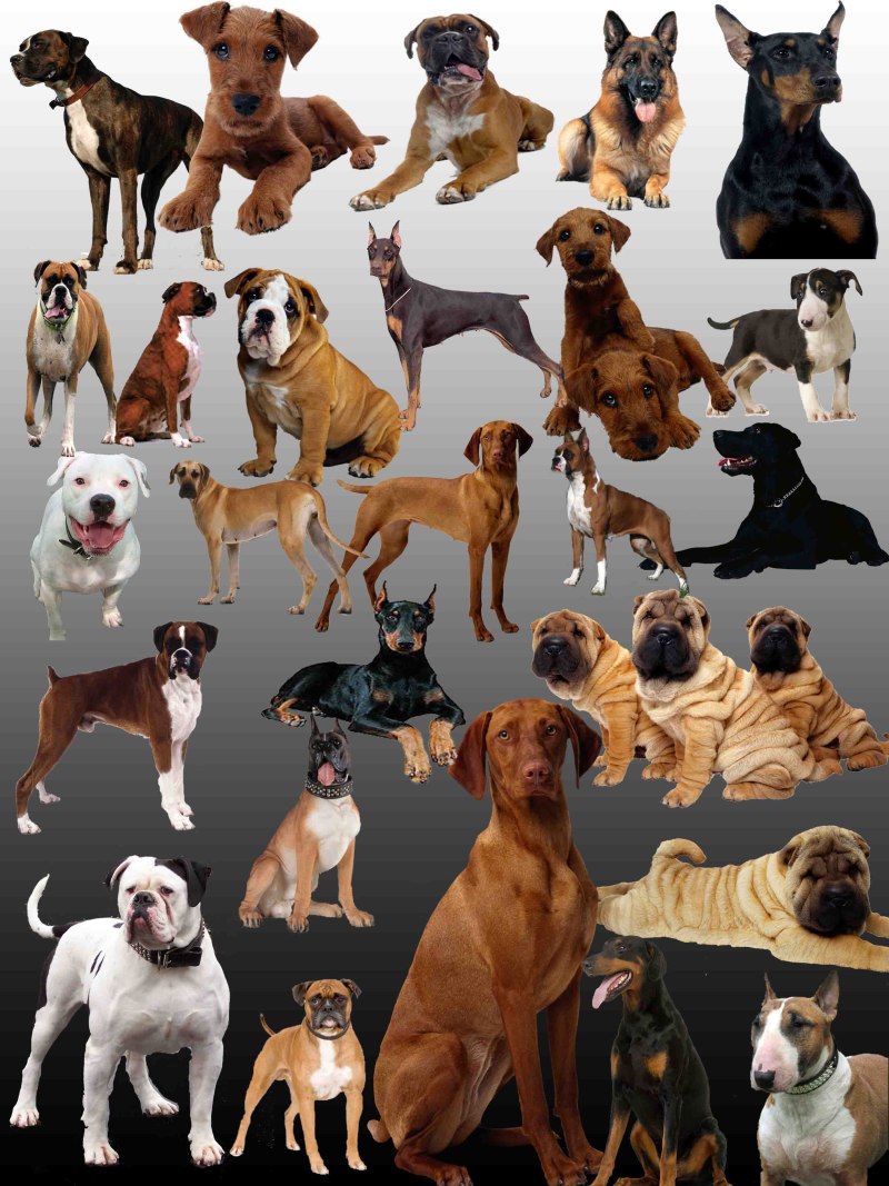 собаки много картинок