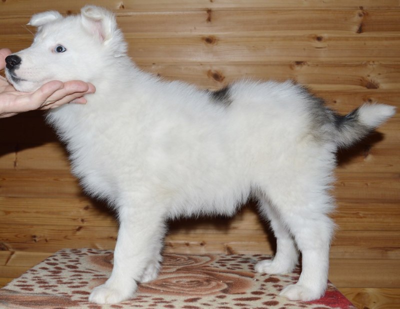 Якутская лайка