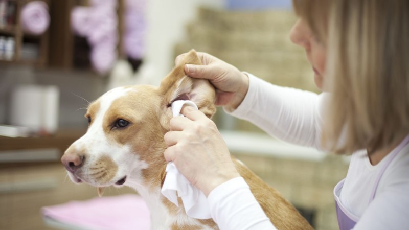 Swollen Cats Ear possible causes Symptoms description of the problem veterinarian consultation and advice