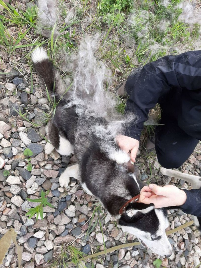 Хаски в линьке