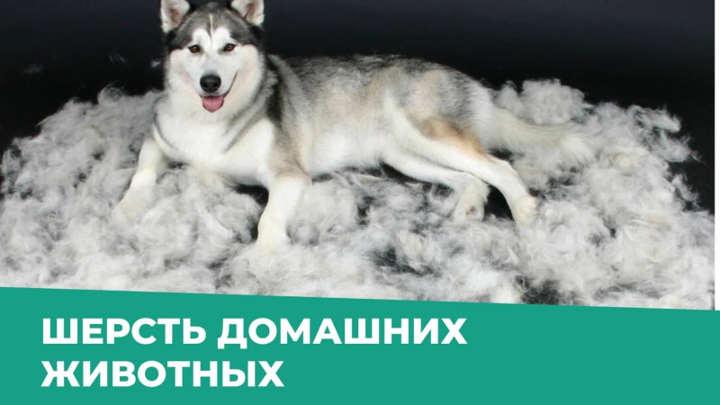 У хаски выпал подшерсток