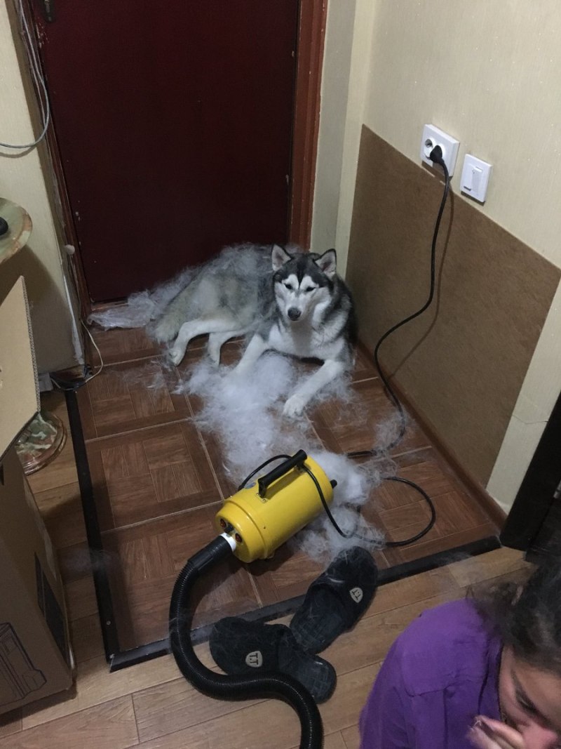 Хаски линяет