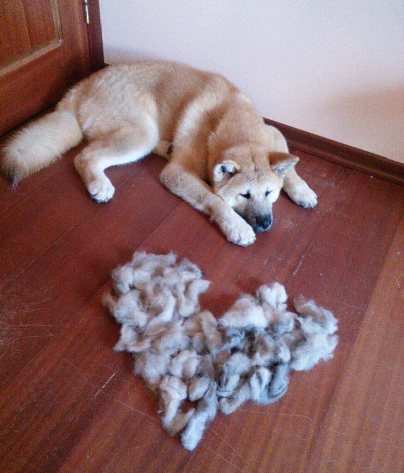 Хаски линяет