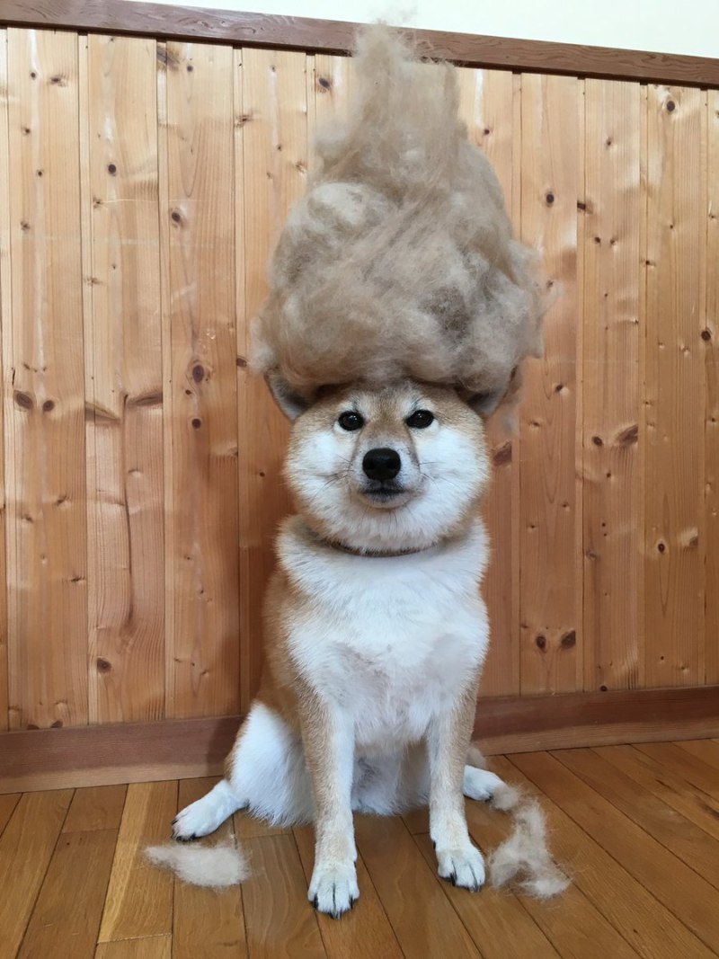 Добродушные собаки