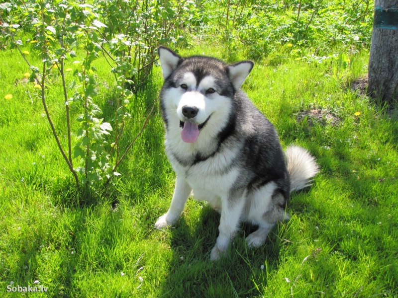 Giant Alaskan Malamute
