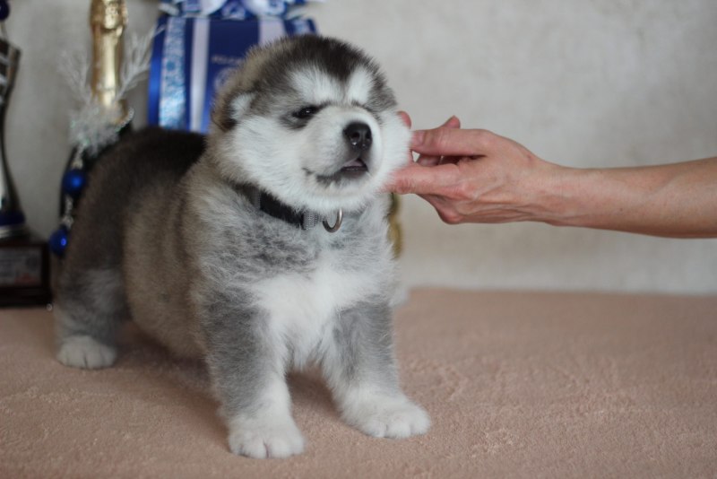 Альпийский маламут