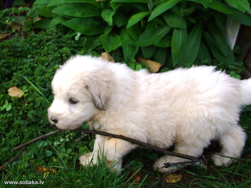Южнорусская овчарка / Yuzhnorusskaya Ovcharka (South Russian Shepherd Dog) (326) к