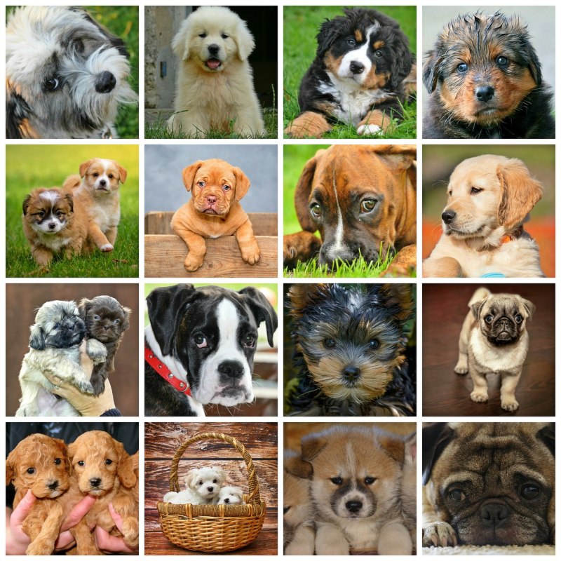 Коллаж собаки