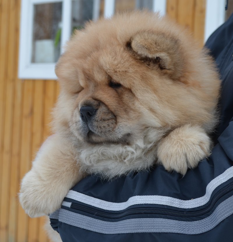 Чау чау цимтового окраса