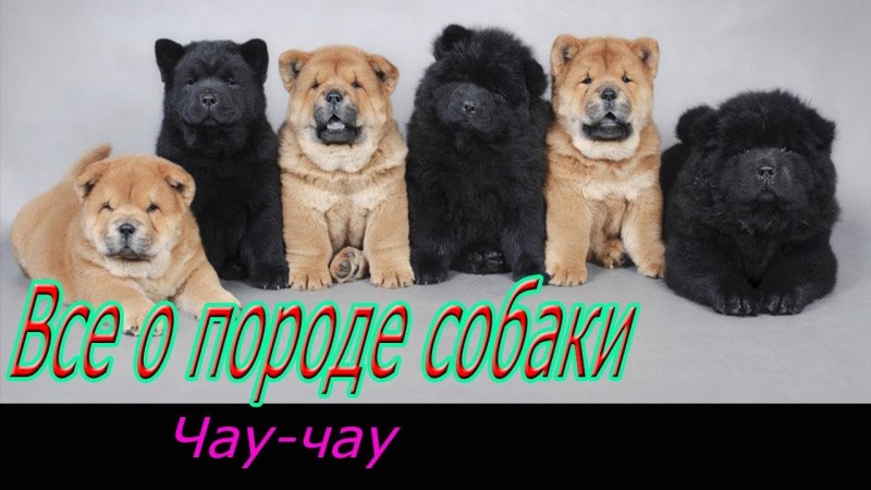 Порода чау чау