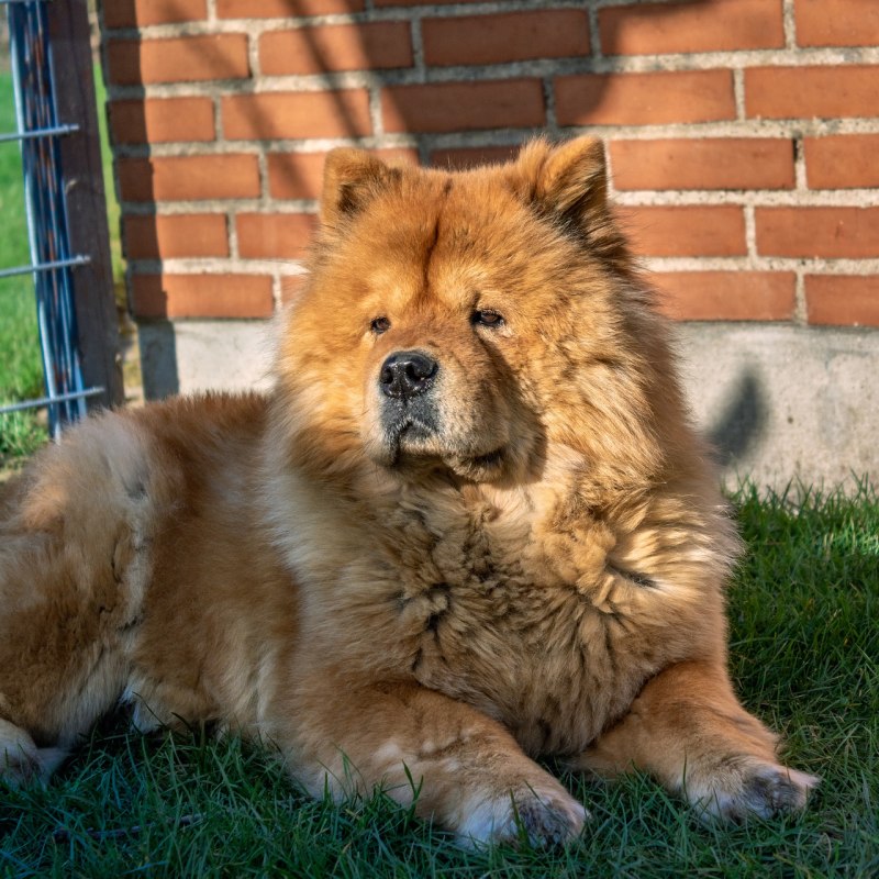 Картинка чау осенью
