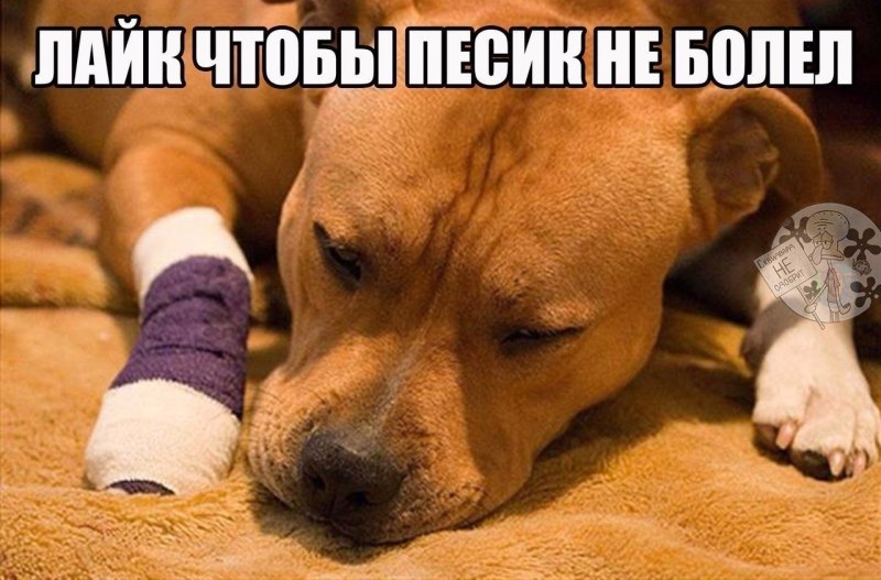 Размет лап у корги