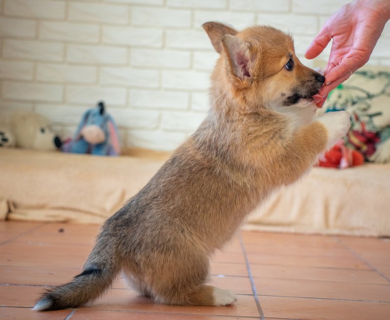 Уши корги