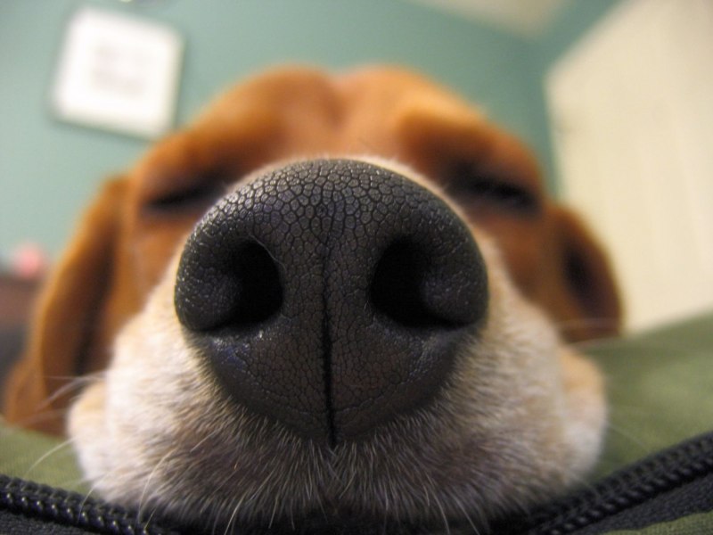 Alpha texture nose on Dog
