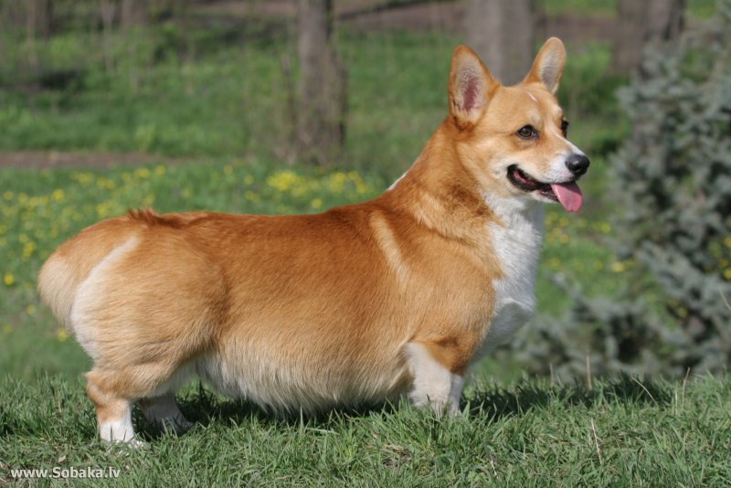 Вельш корги маленький
