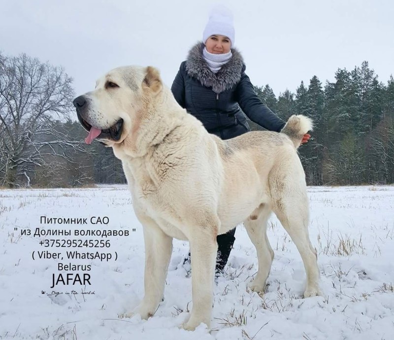 Kangal,алабай giants