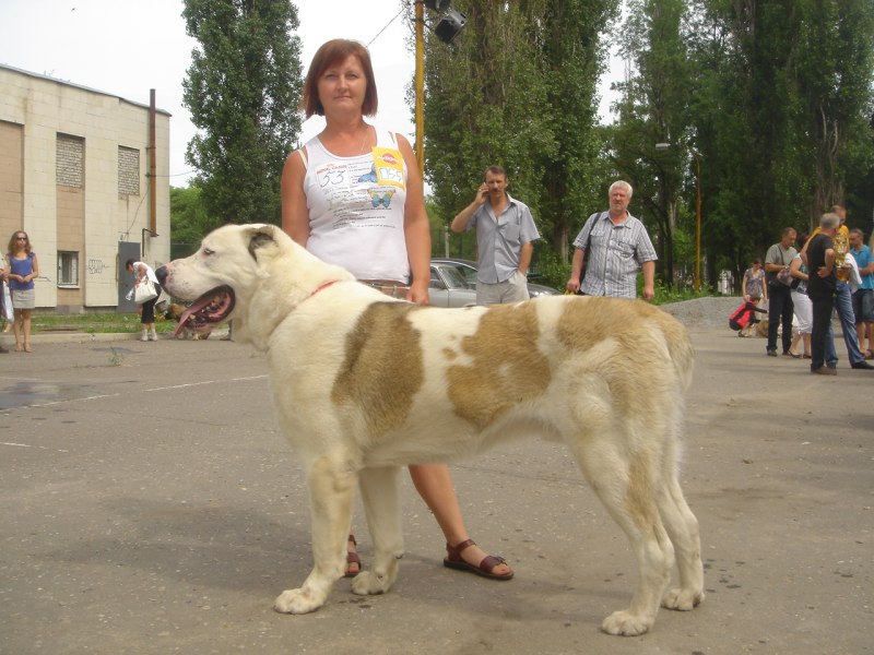 Алтын Су Цой