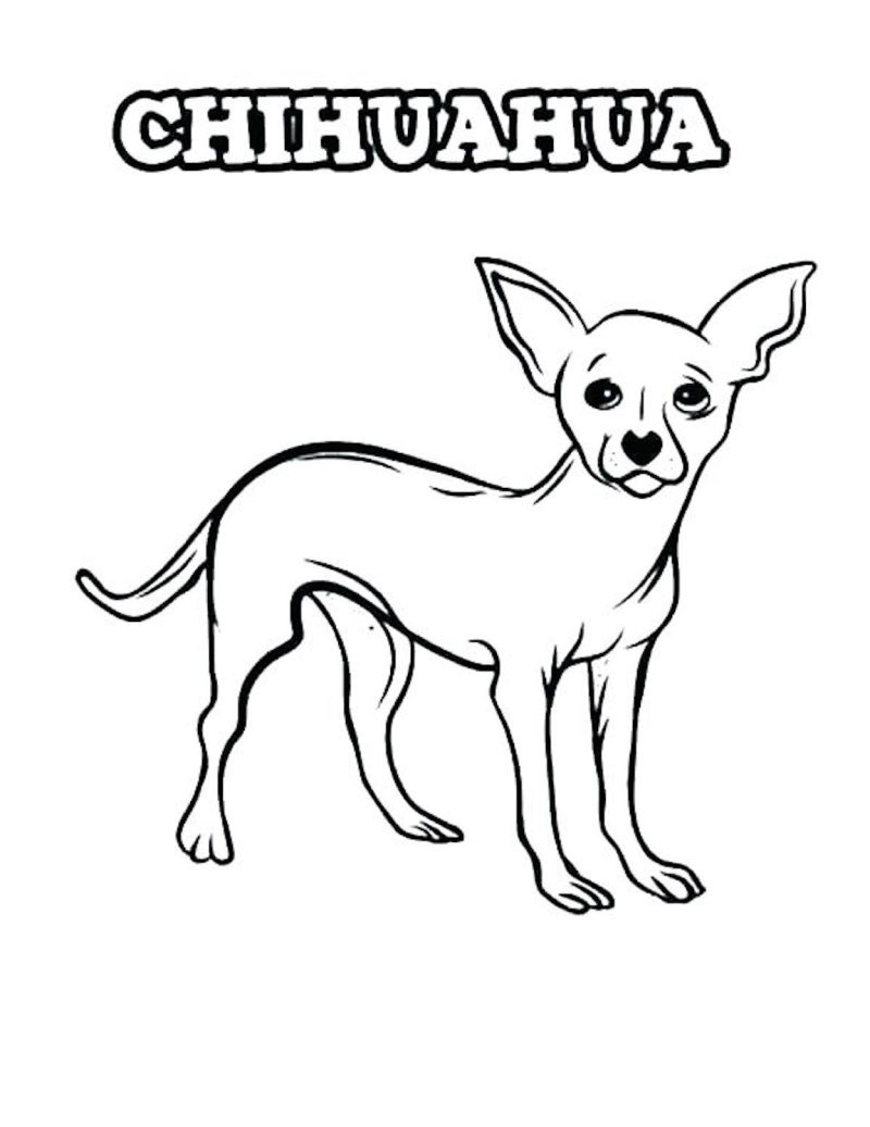 Раскраска чихуахуа