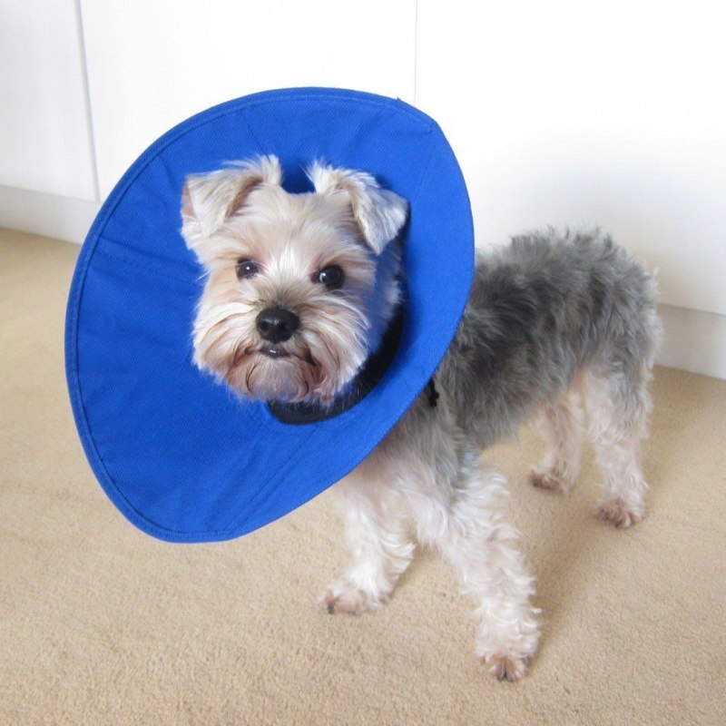 Pet's Couture