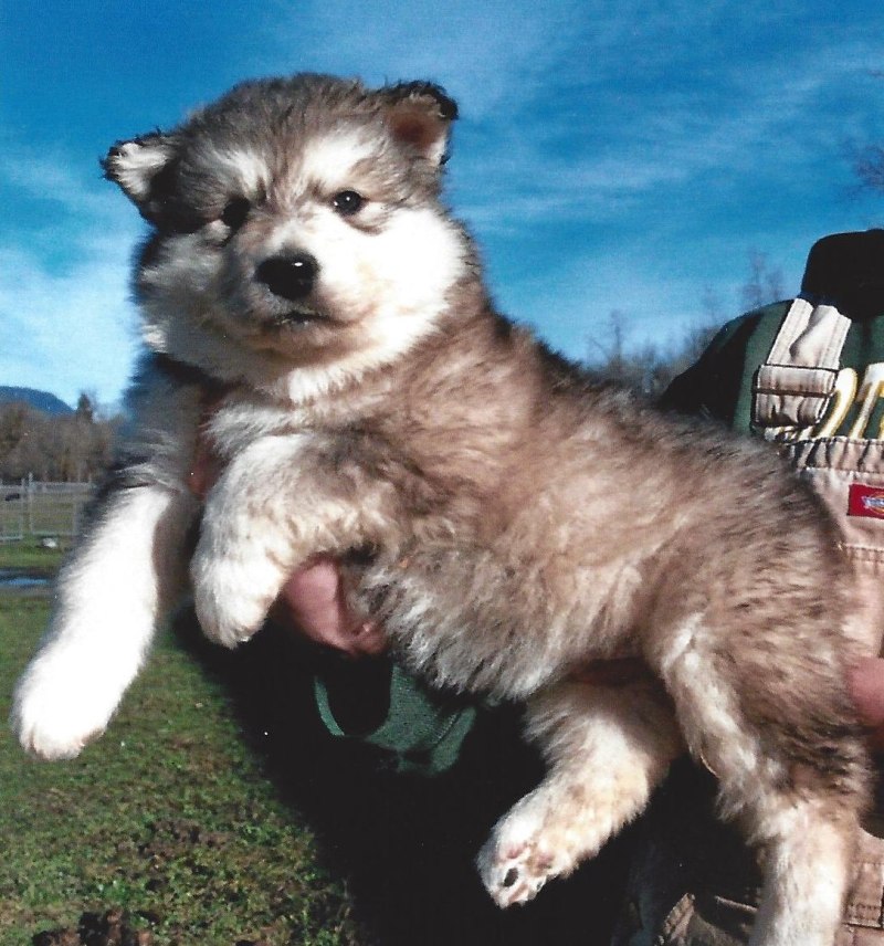 Alaskan Malamute Mix