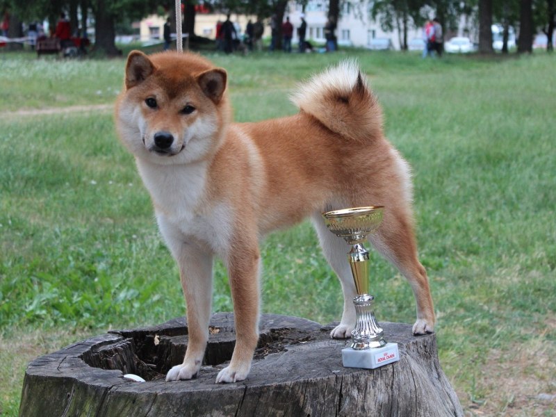 Сиба ину серая