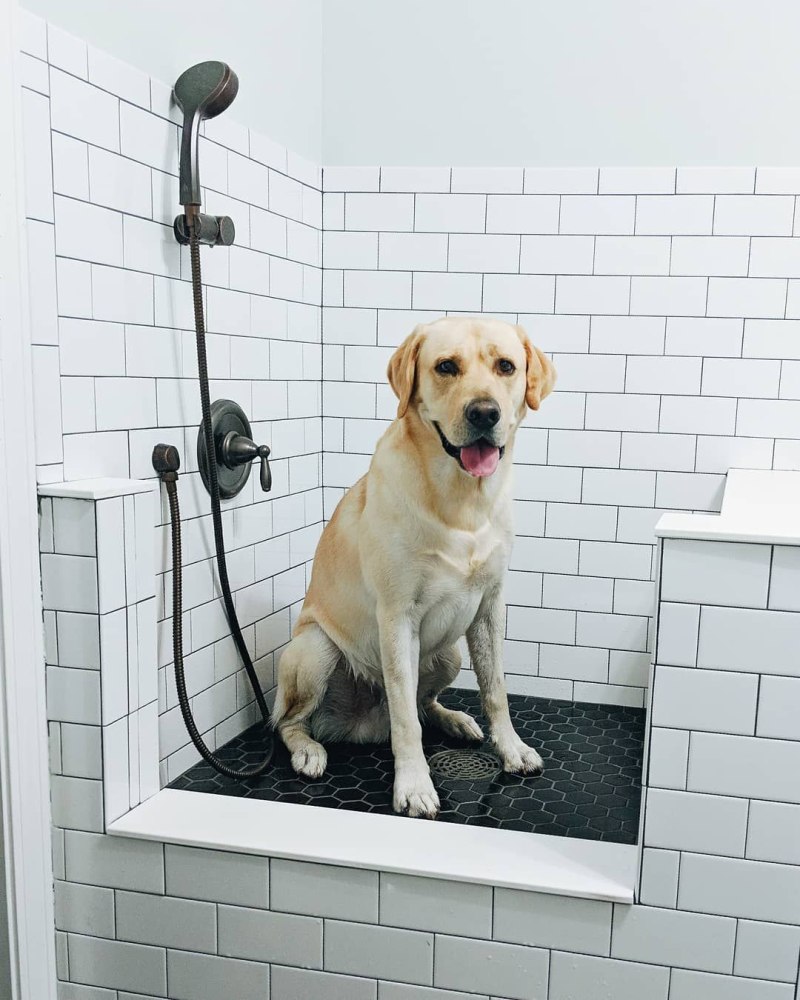 Лапомойка clean Dog