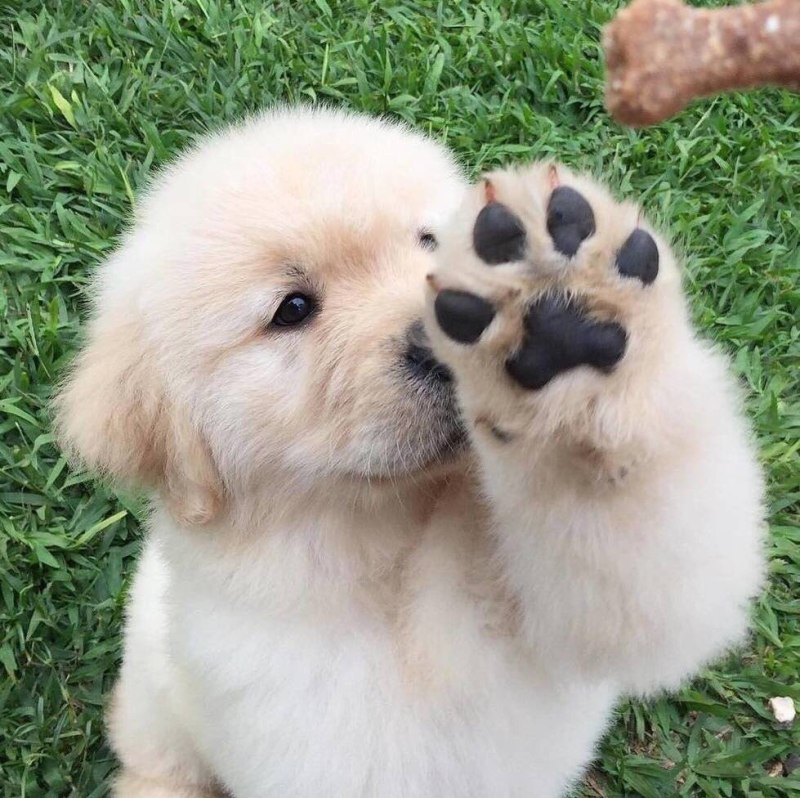 Милота собачки
