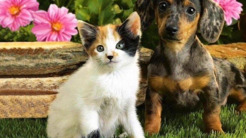 Кошечки собачки Алиса