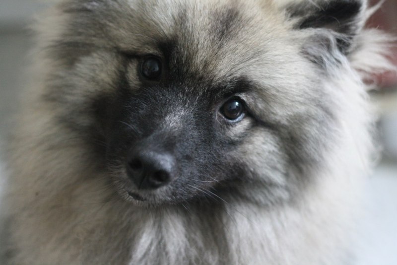 Keeshond Cub
