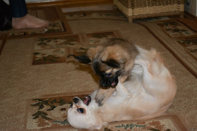 Dogs Curl up