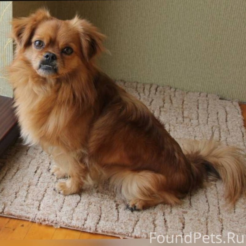 Пекинес короткошерстный