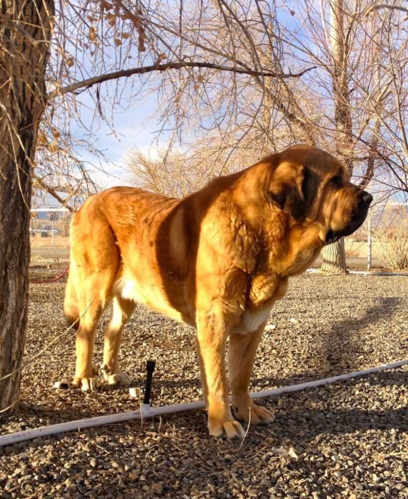 Испанский мастиф кобель