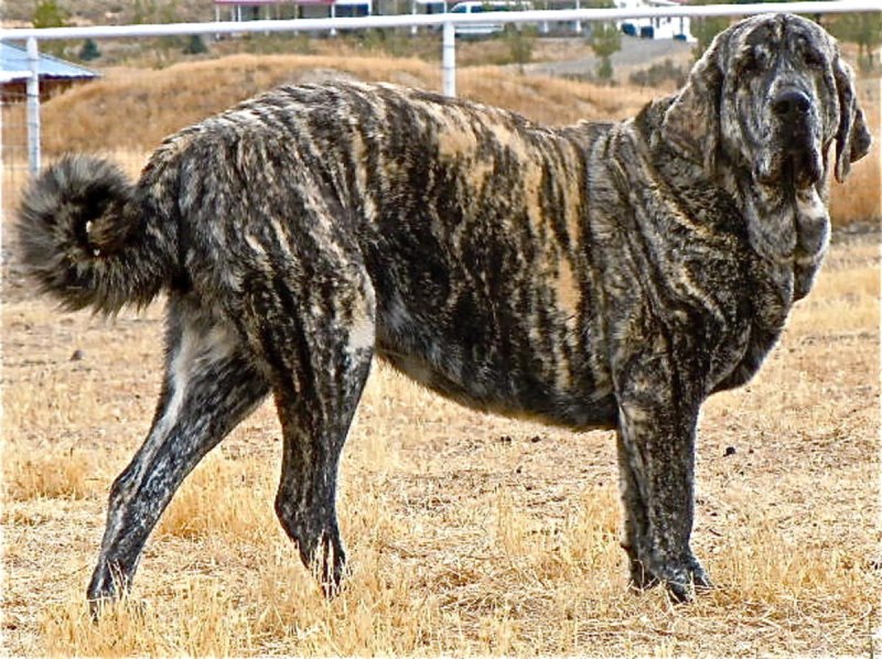 Испанский мастиф пастух
