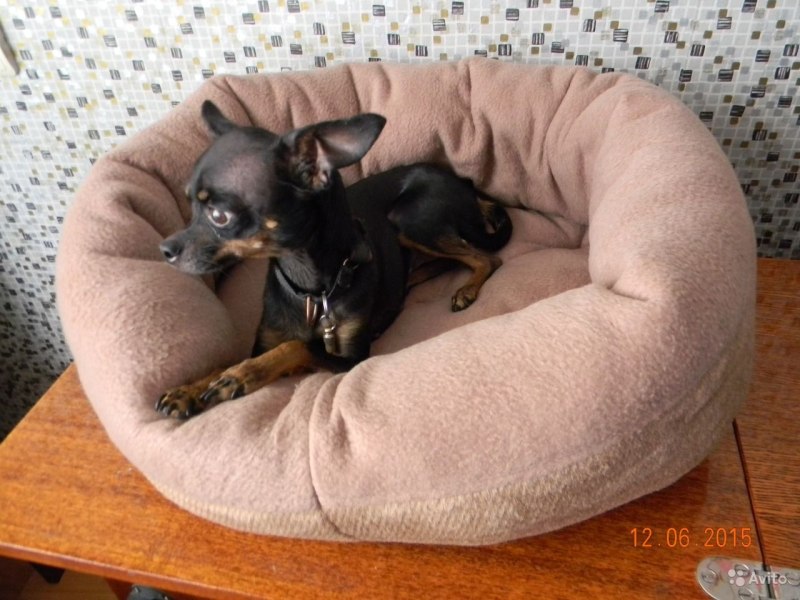 Лежак для собак Puppia Presley 49х38х18 см