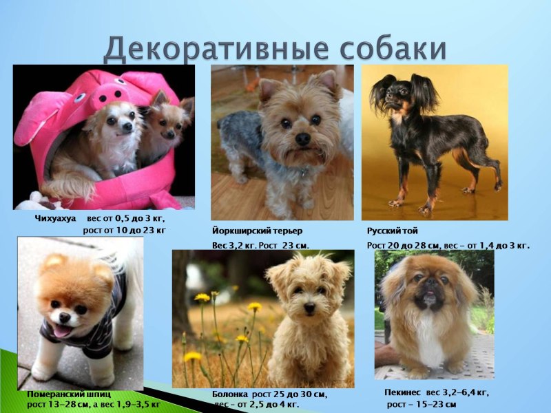 Декоративные собаки породы названия