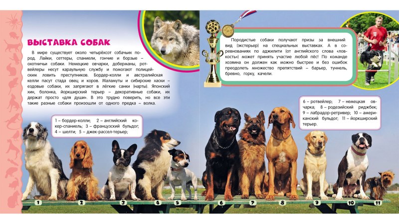 Окрасы бультерьеров таблица