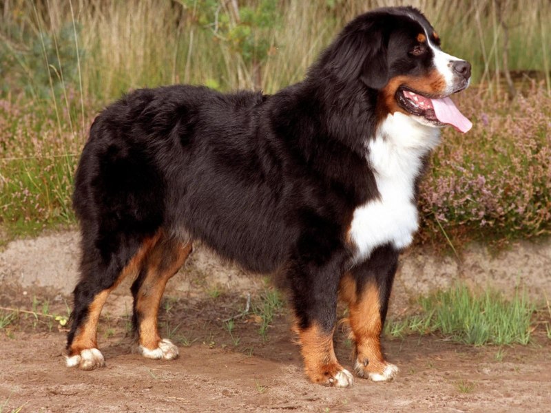 Berner Sennenhund порода