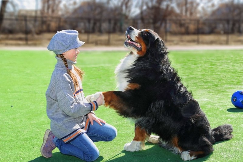 Бернский зенненхунд питомник