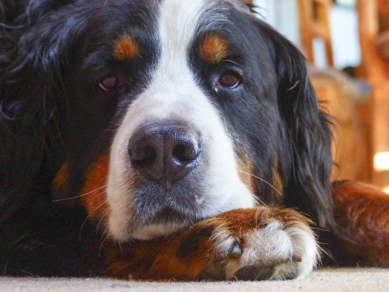 Berner Sennenhund порода