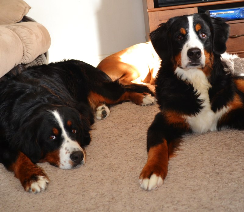 Bernese Mountain Dog Puppy
