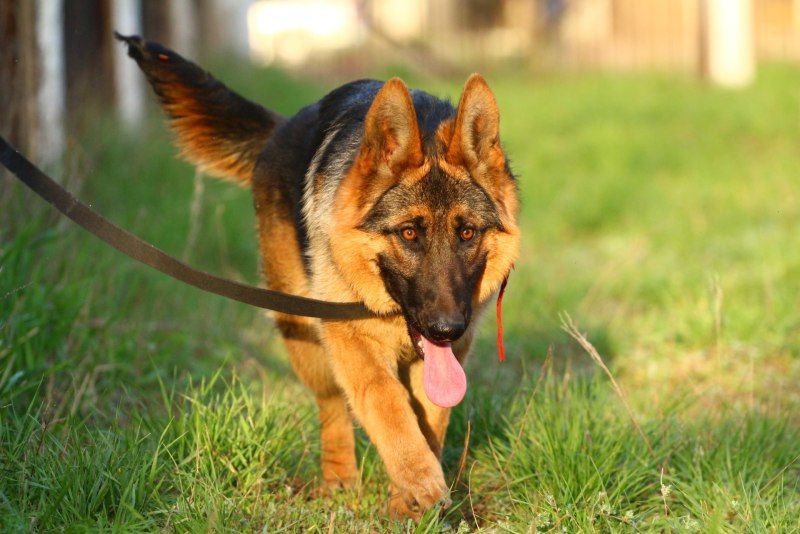 German Shepherd немецкая овчарка
