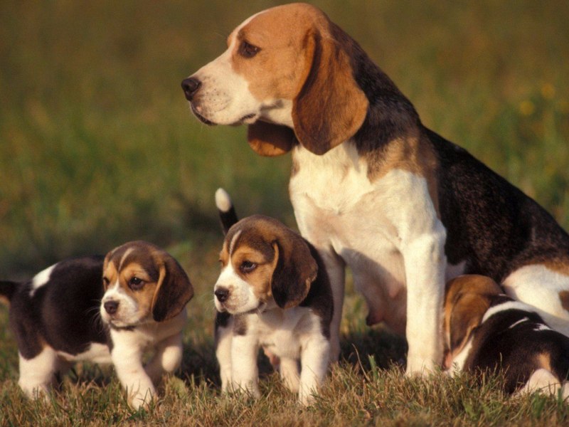Beagle гончая