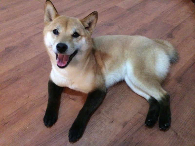 Сиба ину