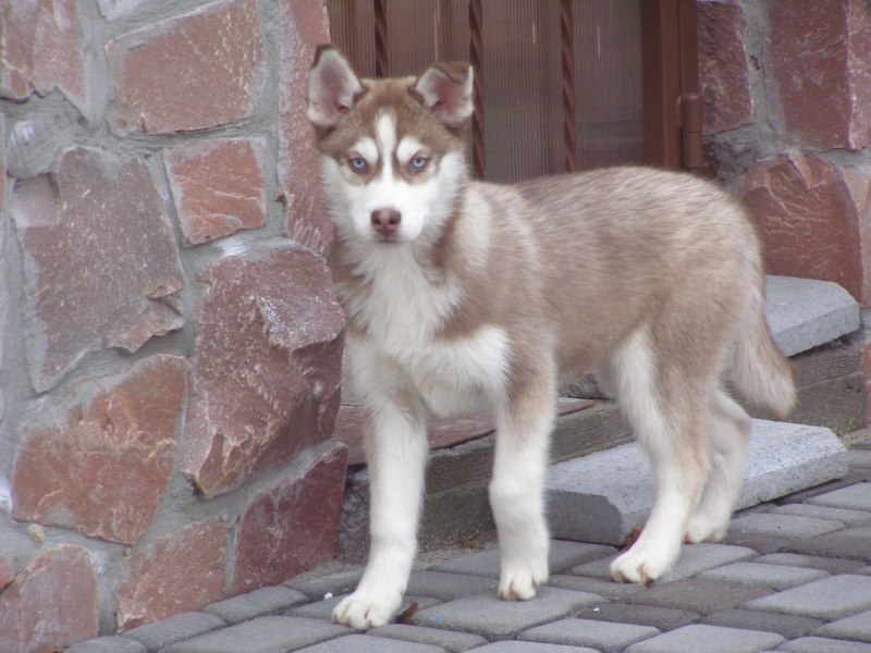 Сибирский хаски 4 месяца