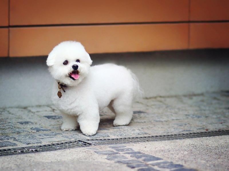 Bichon Frise Puppy