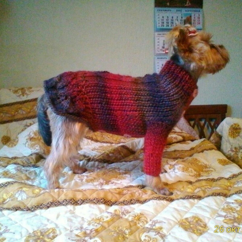 Pet Baronet одежда для собак