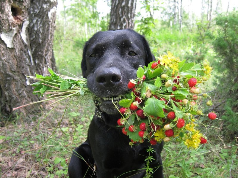 Kandal köpeyi